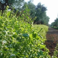 Galantino Puglian Olive Oil With Basil In Terracotta Bottle 250ml -Sous Chef Sales Boutique basil1