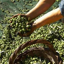 Galantino Puglian Olive Oil With Lemon In Terracotta Bottle 250ml -Sous Chef Sales Boutique oliveoil1 72e80d93 901c 4dd5 883f 35128d1877c7