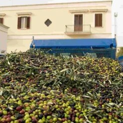 Galantino Fruttato Medio Extra Virgin Olive Oil 500ml -Sous Chef Sales Boutique oliveoil2 260b2502 3450 49c6 8cac dfde7f83ff42