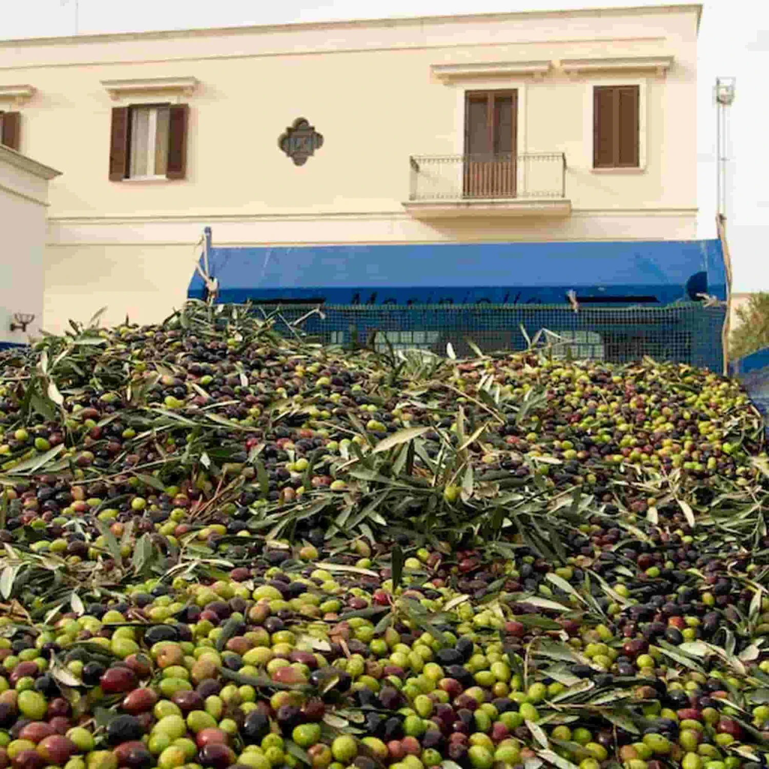 Galantino Puglian Extra Virgin Olive Oil In Blue Splatter Ceramic Bottle 500ml 4 Galantino Puglian Extra Virgin Olive Oil In Blue Splatter Ceramic Bottle 500ml - Image 4