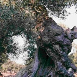 Galantino Puglian Extra Virgin Olive Oil In Amphora Bottle 500ml -Sous Chef Sales Boutique oliveoil3 51477125 b819 45e4 8c70 ba0ce045da3f